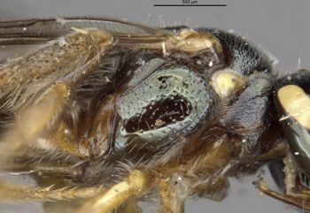 Media type: image;   Entomology 15814 Aspect: thorax lateral